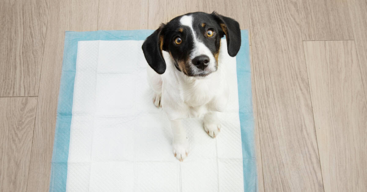Puppy sitting on a toilet training pad