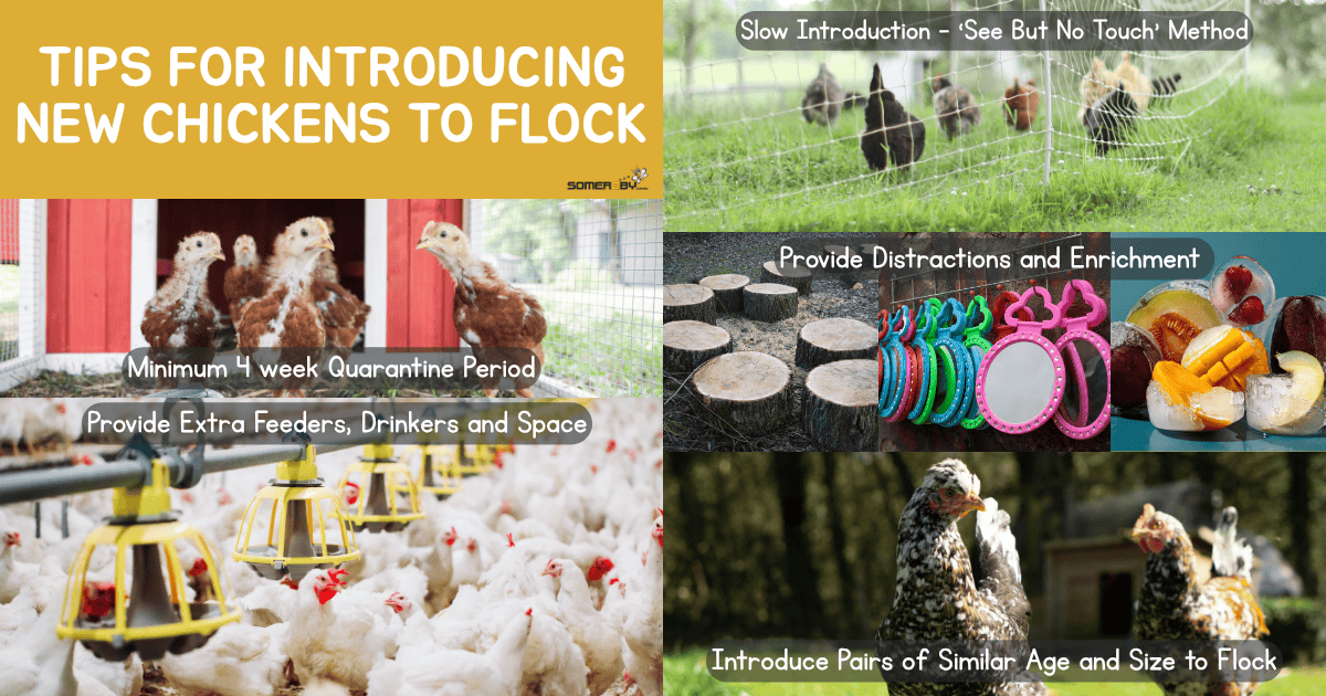 Tips For Introducing New Chickens To Flock - Infographic