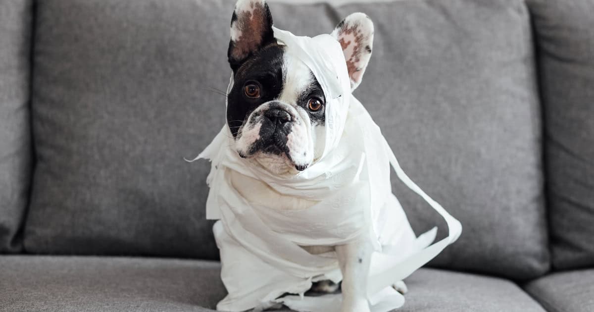 What To Do When Your Dog Has an Accident