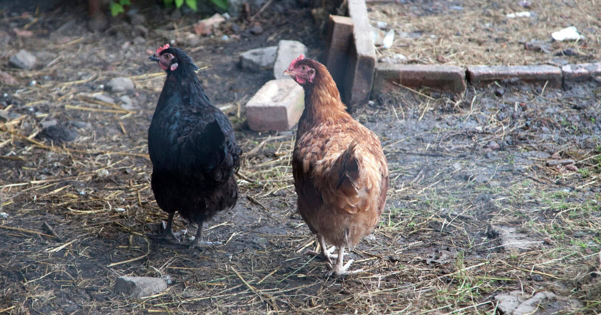 When Does Pecking Become a Problem