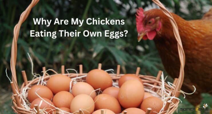 Why Are My Chickens Eating Their Own Eggs and How To Stop Them