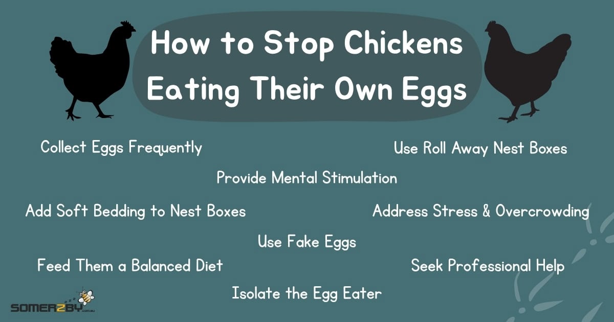 Why Are My Chickens Eating Their Own Eggs and How To Stop Them - Infographic
