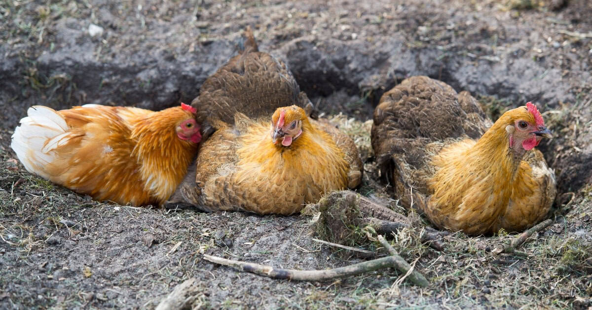 Chickens Dust Bathing