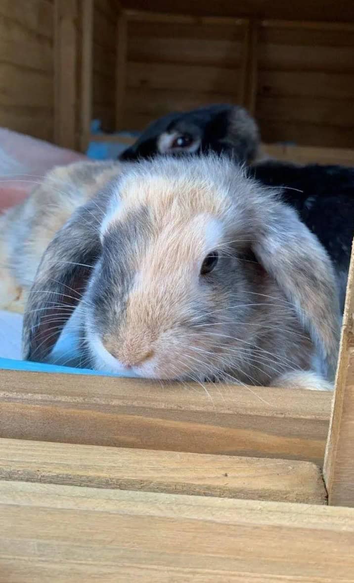 Customer photo Estate rabbit hutch