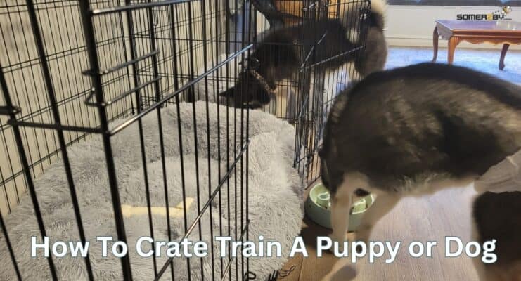 How To Crate Train A Puppy or Dog Tips and Tricks