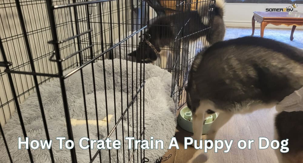 How To Crate Train A Puppy or Dog Tips and Tricks
