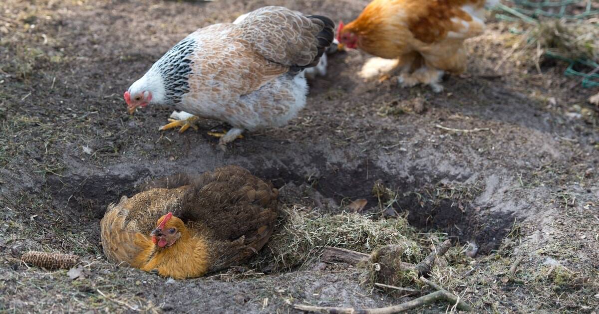 Maintaining a Chicken Dust Bath