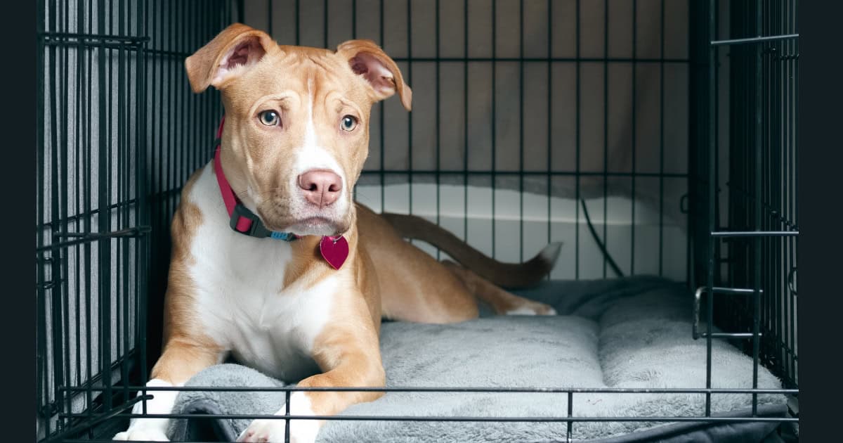 Positive Association with Dog Crate Training