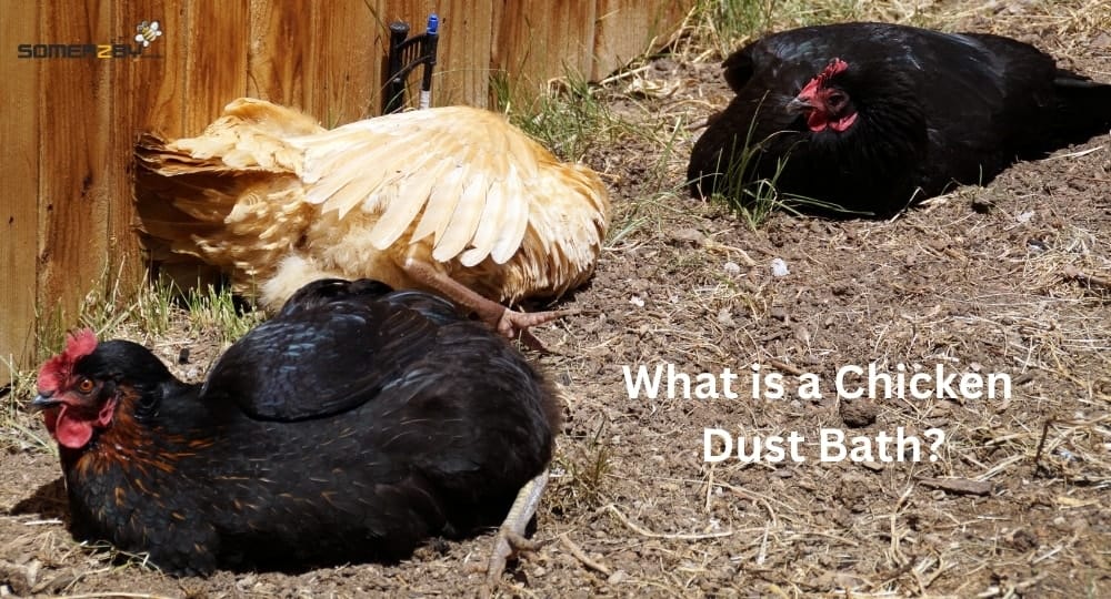 What is a Chicken Dust Bath and How to Make it