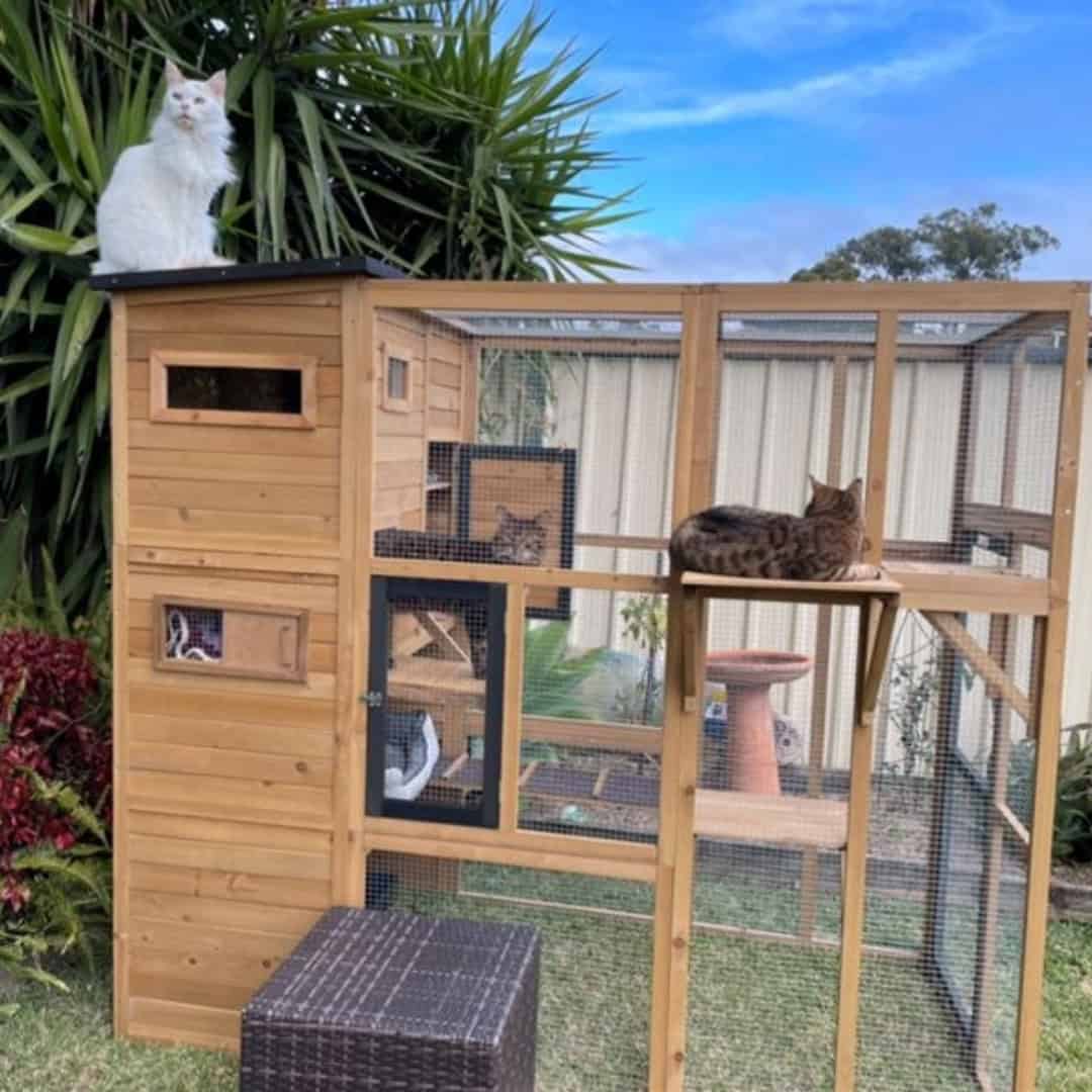 Cats in and on a Heidi cat enclosure