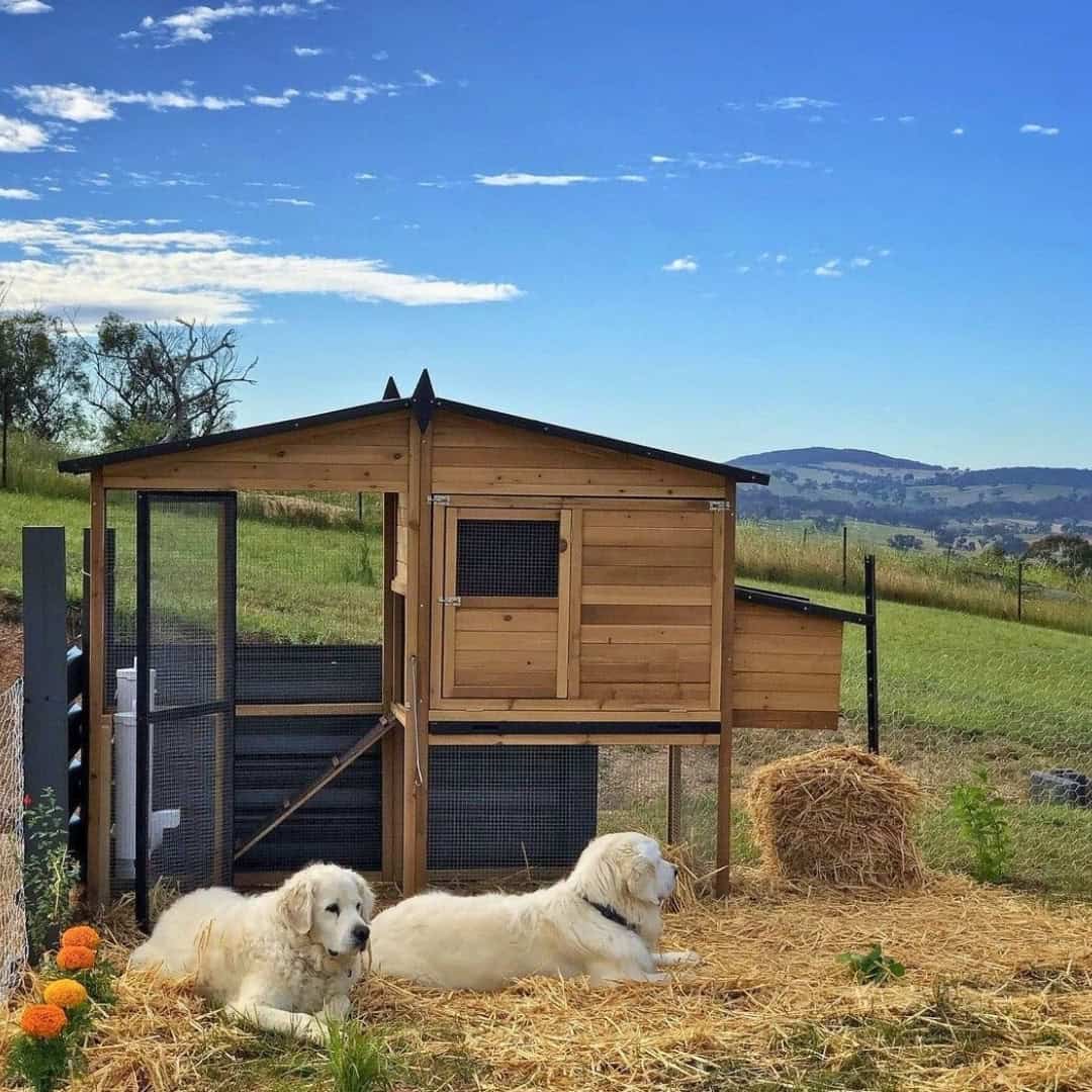 Two large dogs laying in front of an Estate Chicken Coop