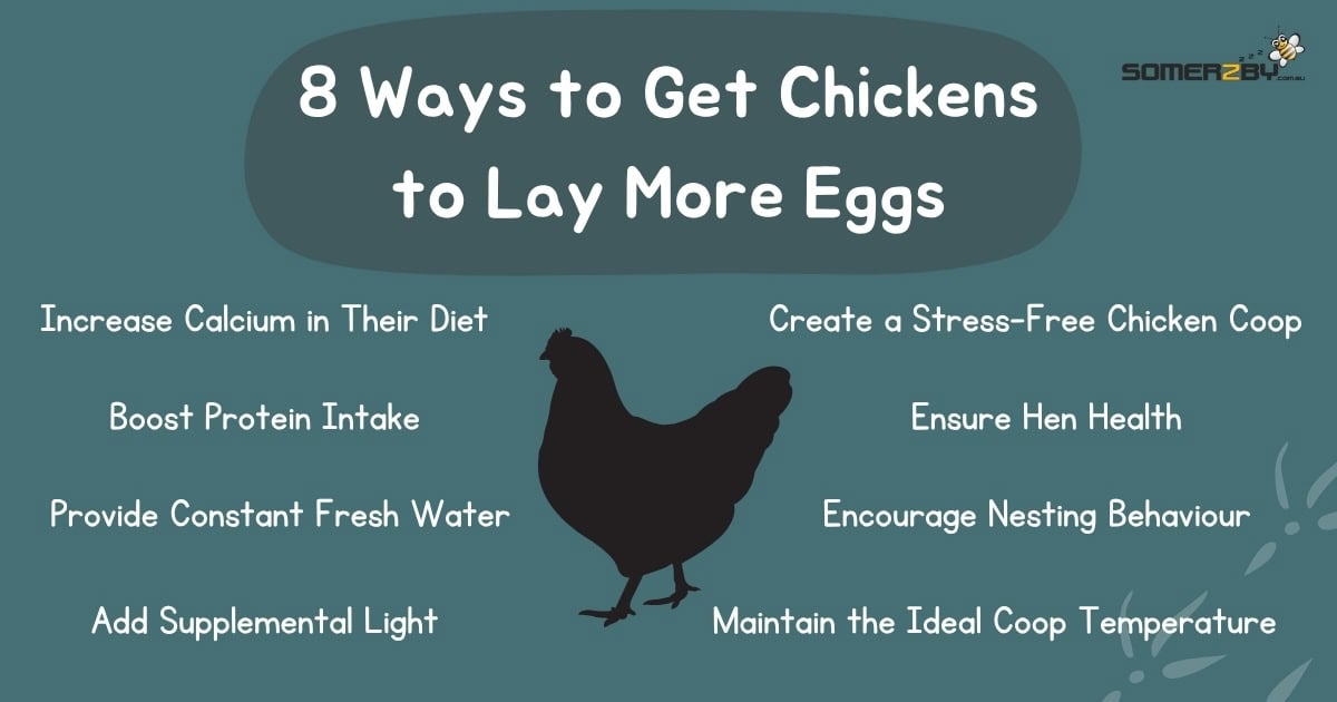 8 Ways to Get Chickens to Lay More Eggs infographic