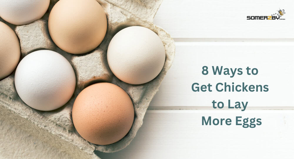 8 Ways to Get Chickens to Lay More Eggs