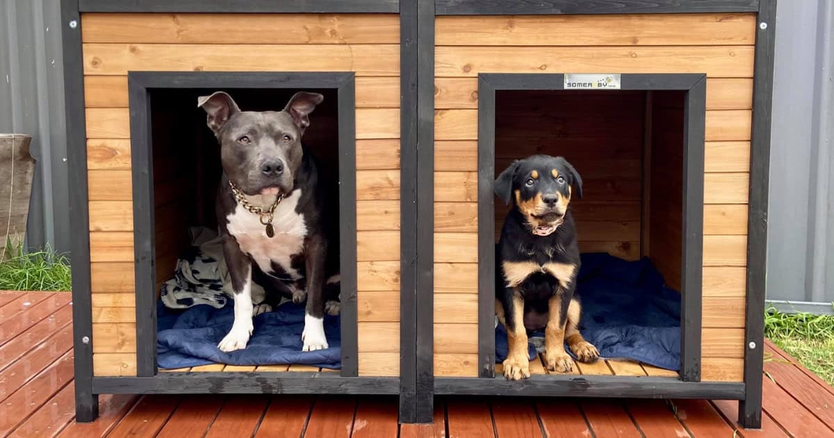 Dogs sitting in a clean outdoor kennel