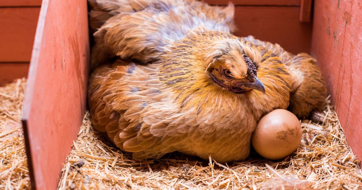 Hen in a nesting box with an egg