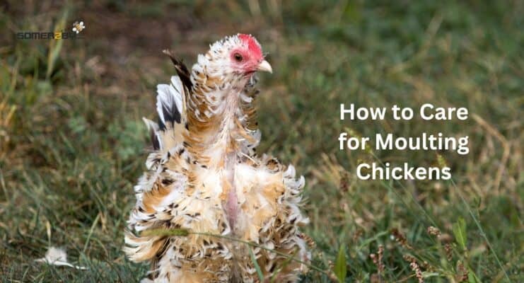How to Care for Moulting Chickens