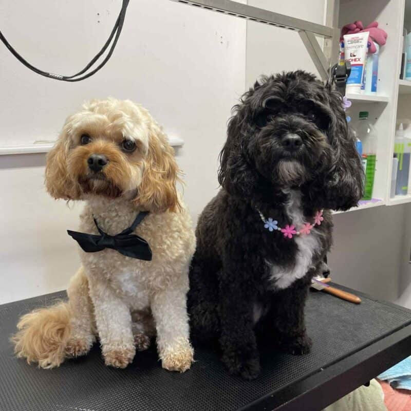 Two Cavoodles