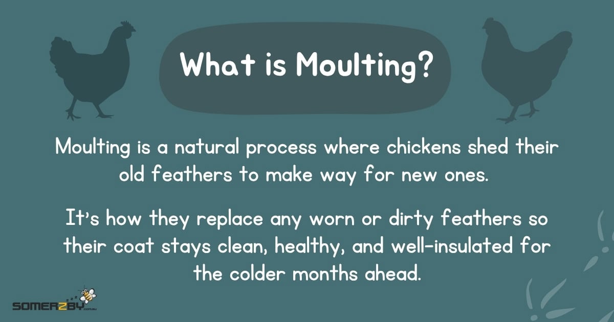 What is Moulting