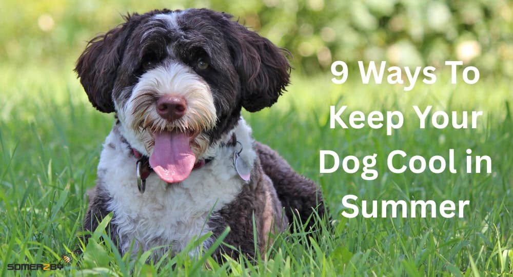 Dog laying in the shade on grass. Blog title "9 ways to keep your dog cool in summer" written next to it