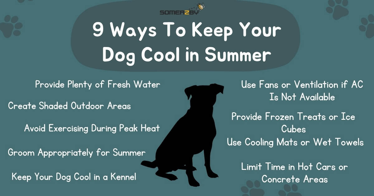 9 ways to keep your dog cool in summer infographic with green background