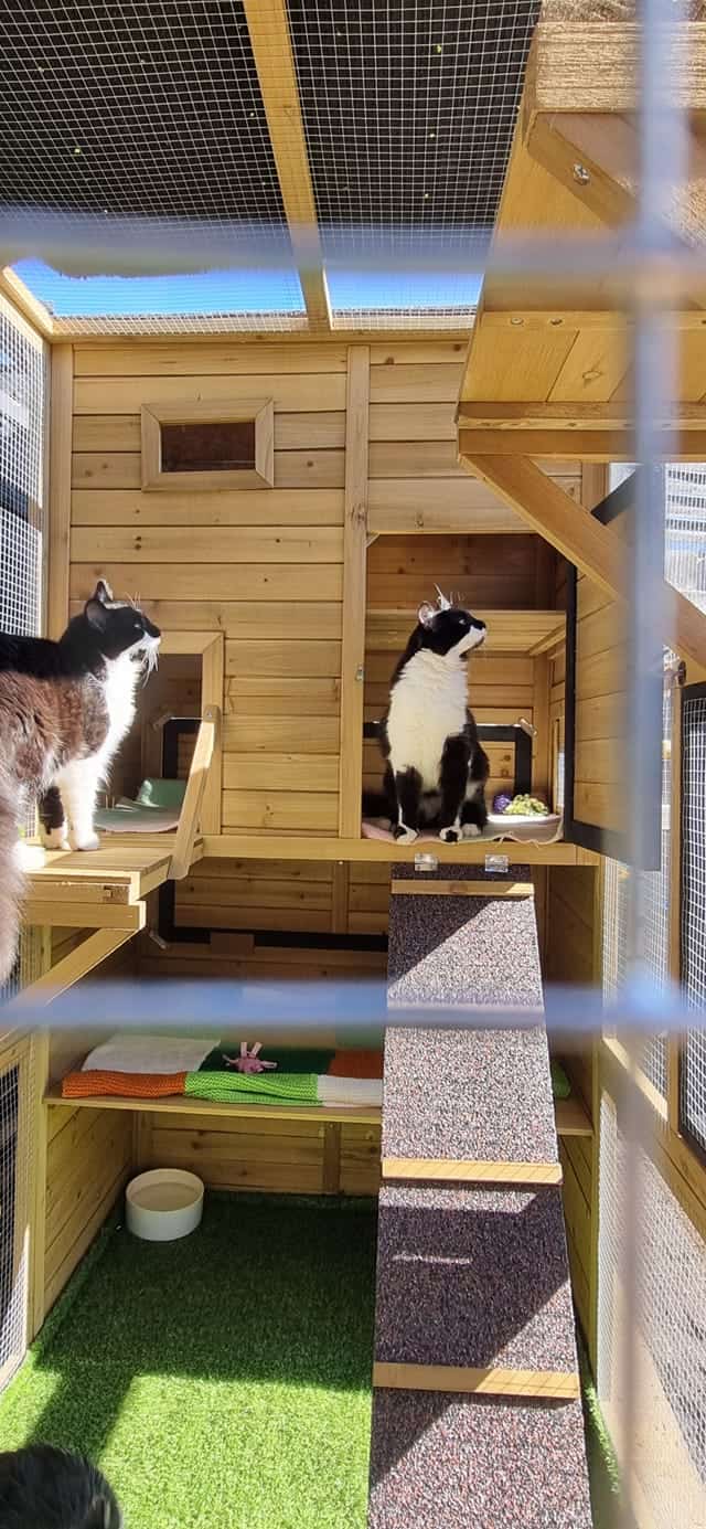 Two cats inside a Heidi cat house