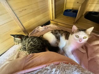 Customer photo of cats in Estate