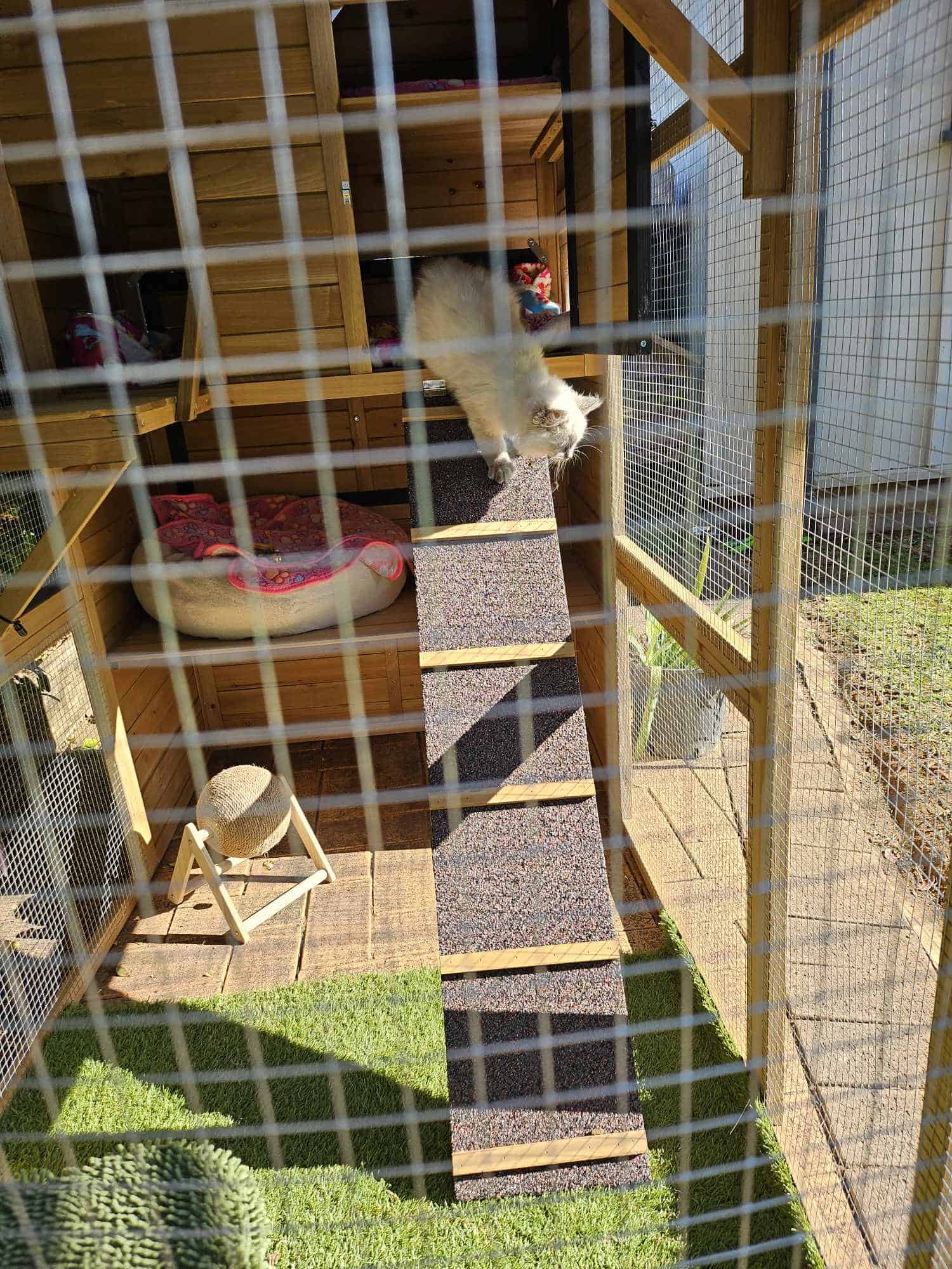 Heidi cat enclosure in a backyard with a cat