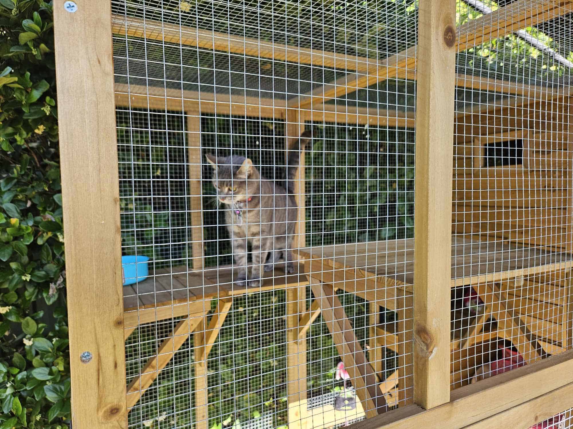 Cat sitting on the shelf of a Heidi cat house
