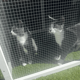 2 cats in a Grey Mansion cat enclosure on fake grass