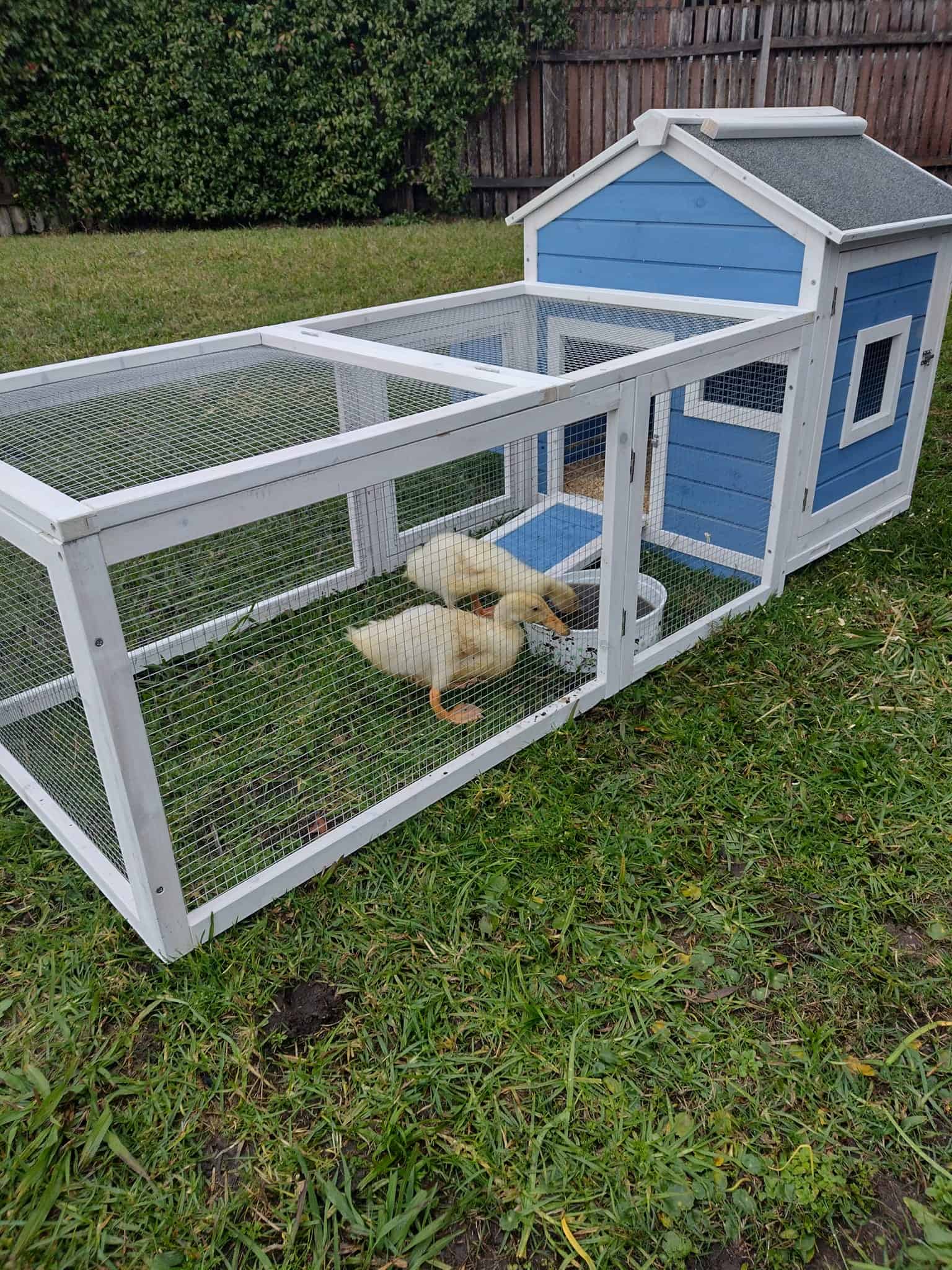 Blue Cottage in a customer's backyard with ducks