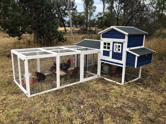 Charcoal Mansion with Run in a customer's backyard with chickens