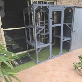 Cat sitting on the shelf of a Condo cat enclosure