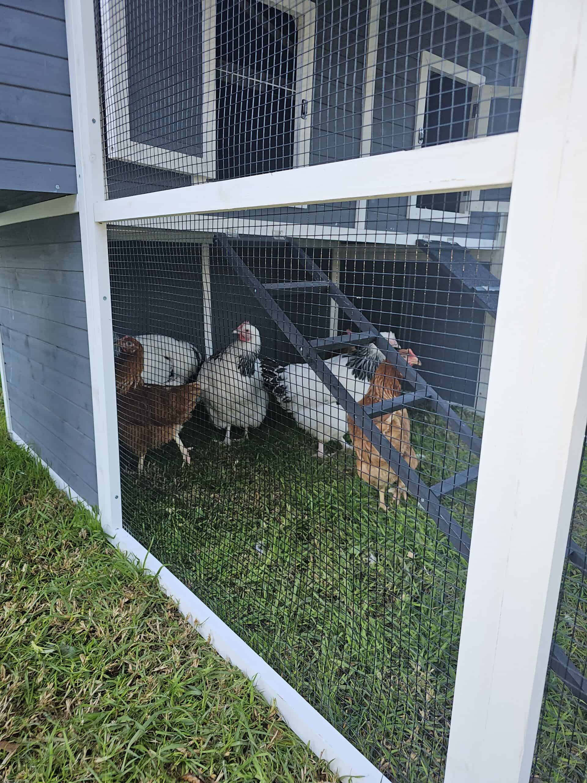 Grey Castle in a customer's backyard with chickens inside