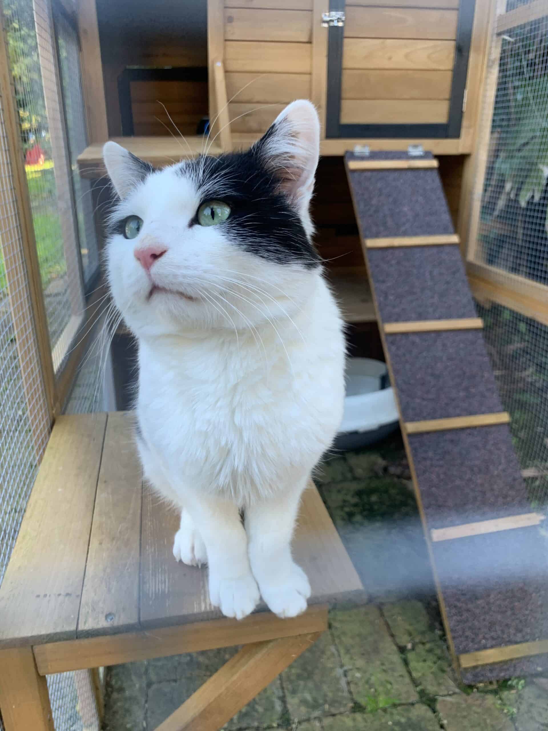 Cat sitting on the shelf of a Heidi cat house