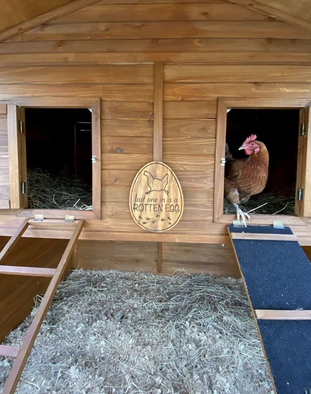 Chicken inside a Homestead Chicken Coop with a sign that says "Last one in is a rotten egg"