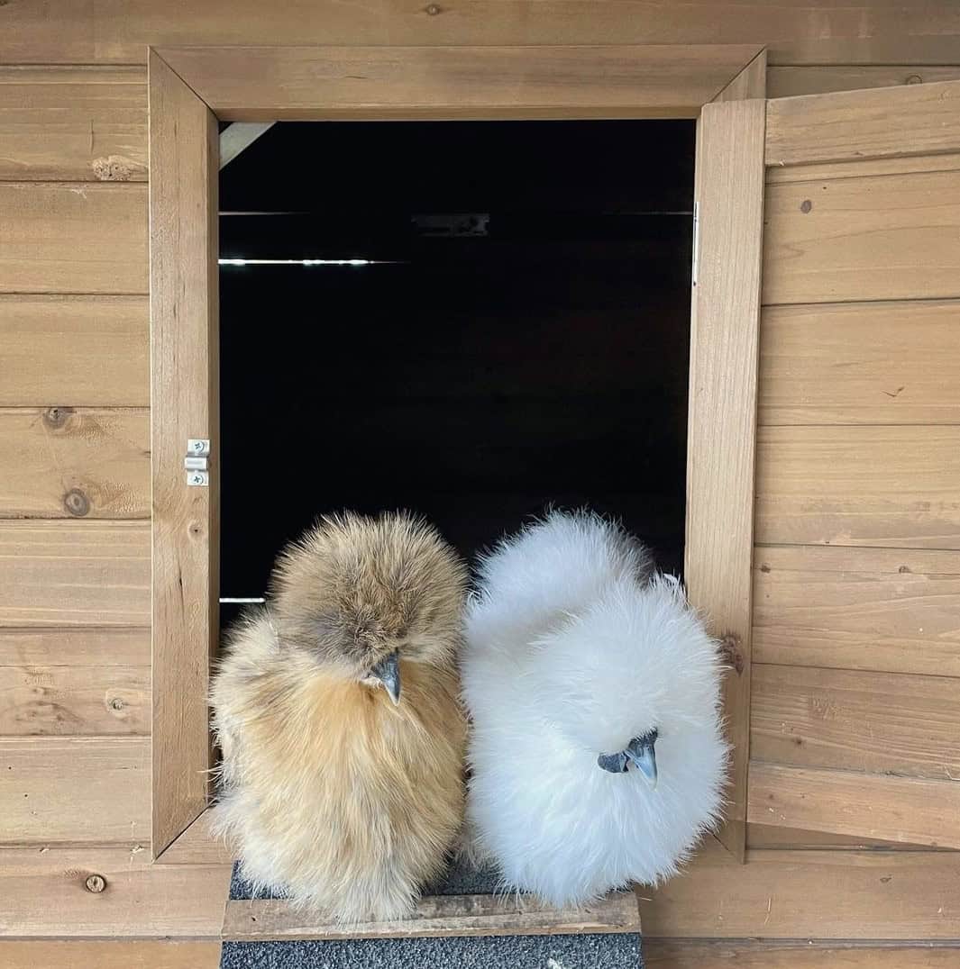 Silkie Chickens in the doorway of a Homestead