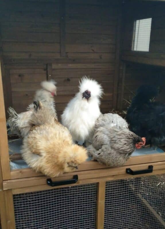 Cabana Coop in a customer's backyard with Silkie chickens