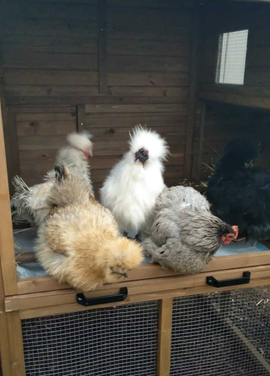 Cabana Coop in a customer's backyard with Silkie chickens