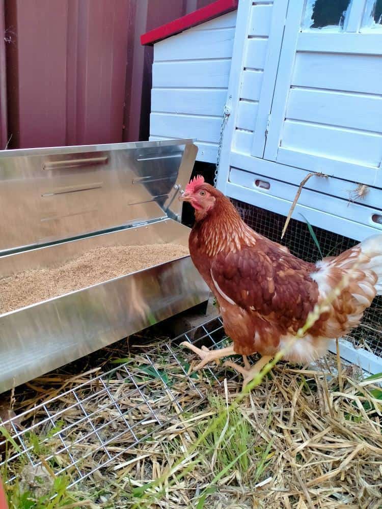 Chicken using an automatic chicken feeder