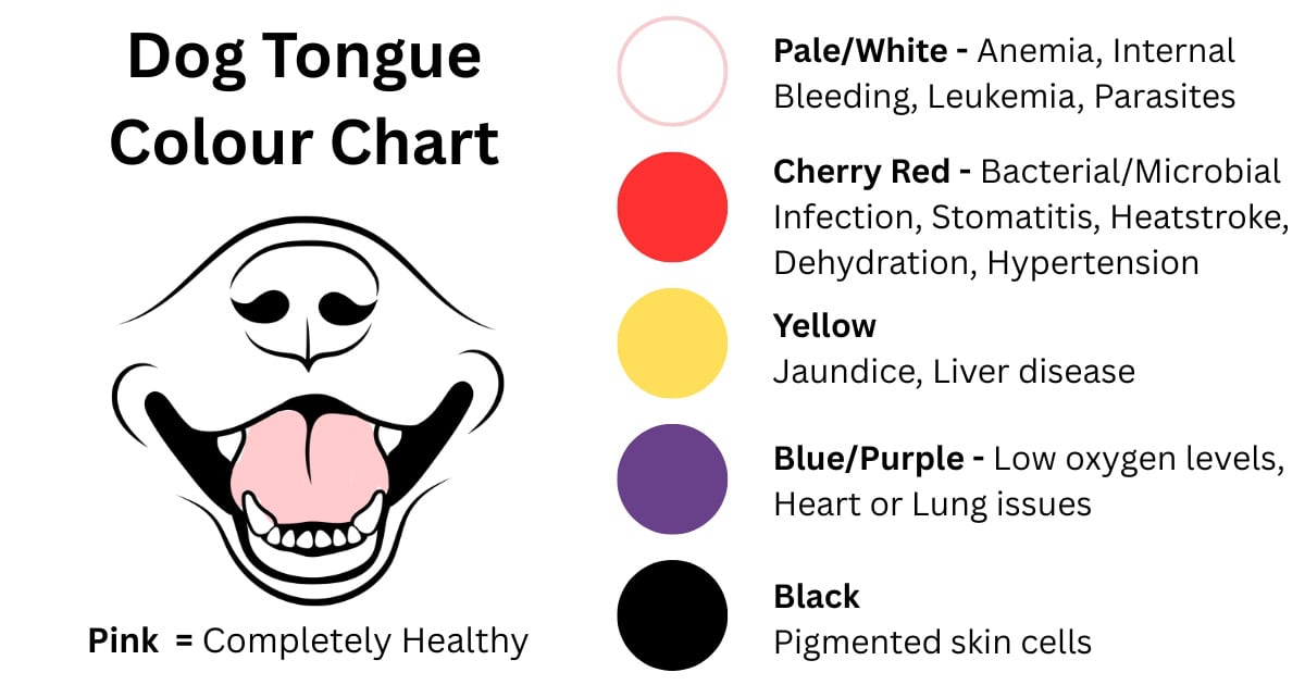Dog Overheating Sign Change in tongue colour chart
