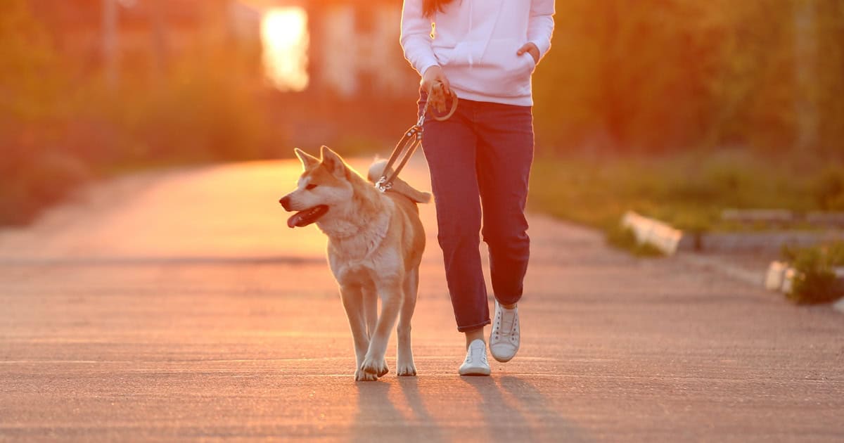 Owner and dog walking in the early morning late afternoon