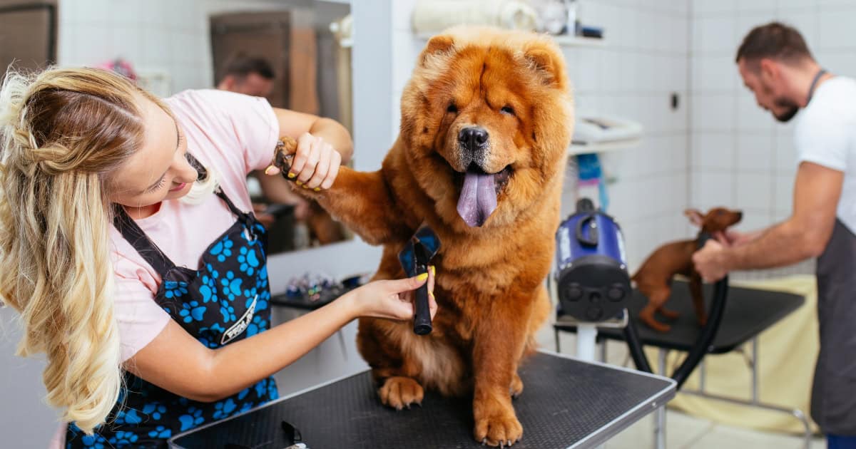 Fluffy big dog being groomed on table by a lady