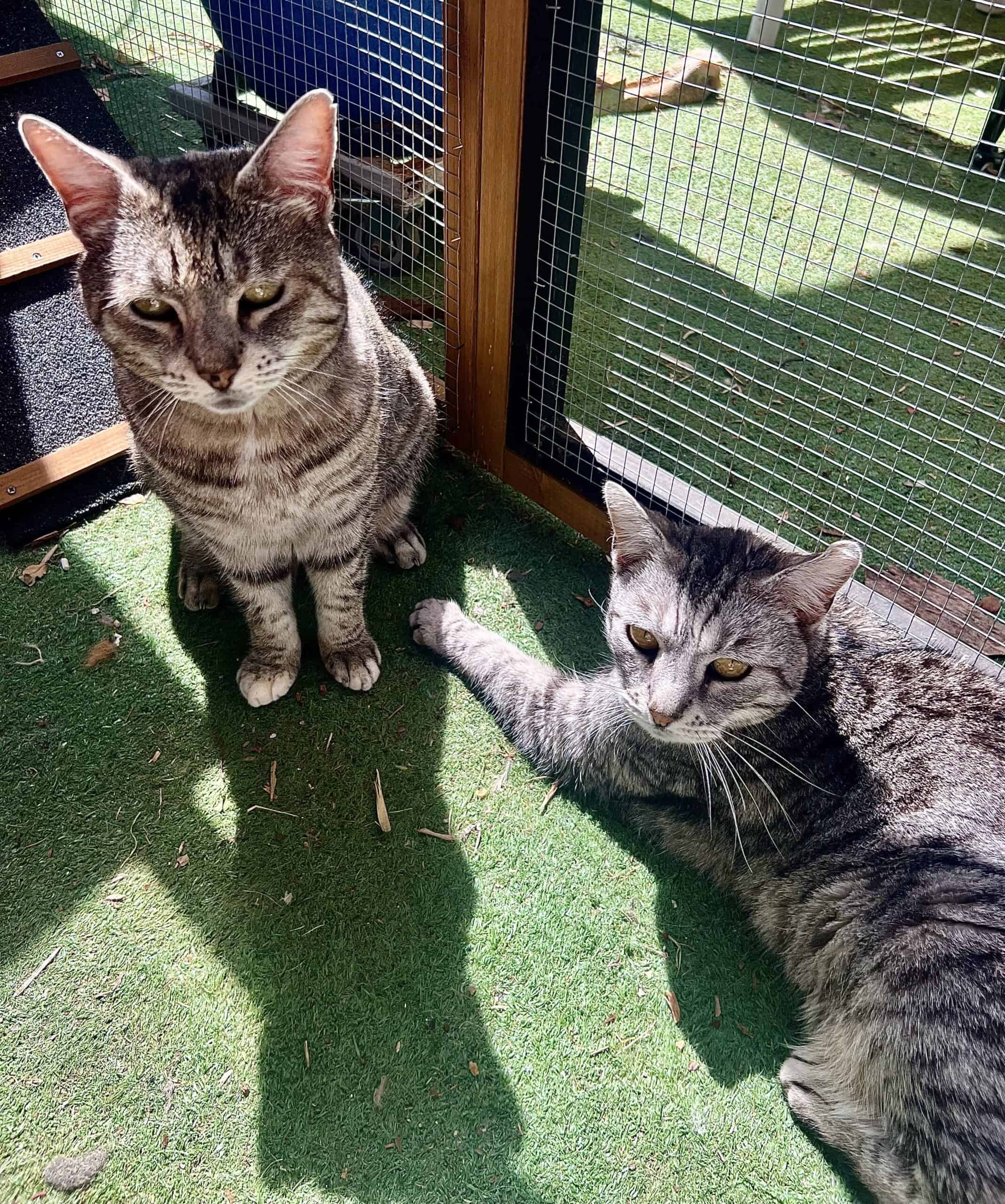 Customers cats in Cabana and Run enclosure