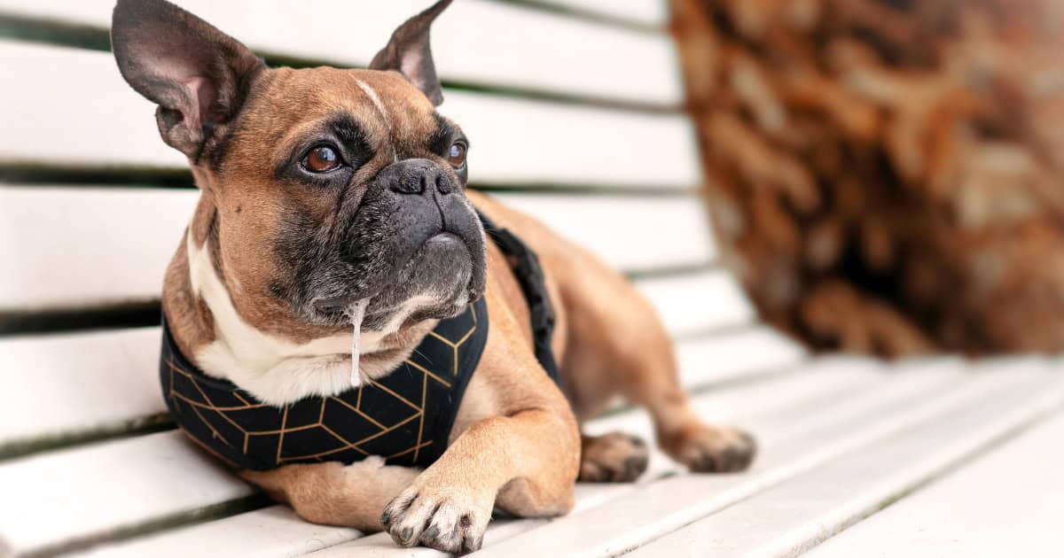 French bulldog drooling and laying on a metal park bench