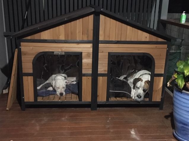 Two dogs sleeping inside a double door dog kennel.