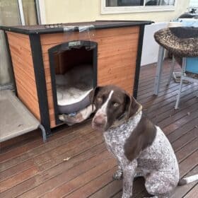 Brown and white dog sitting in front of a timber kennel looking at the camera.