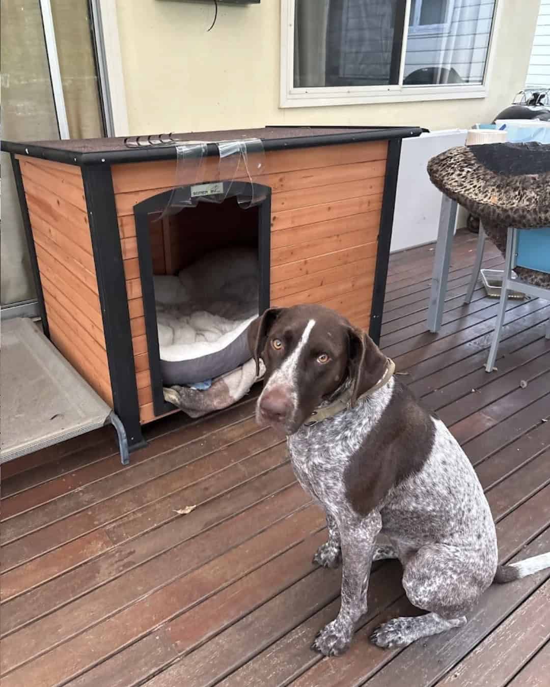 Brown and white dog sitting in front of a timber kennel looking at the camera.
