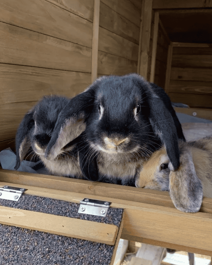 Two black and brown bunnies sitting at the top of the ramp of a rabbit hutch.