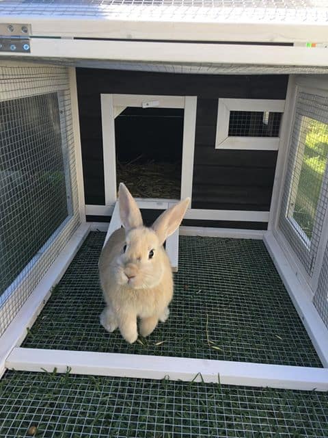 Bunny inside a Somerzby Deluxe Cottage hutch.