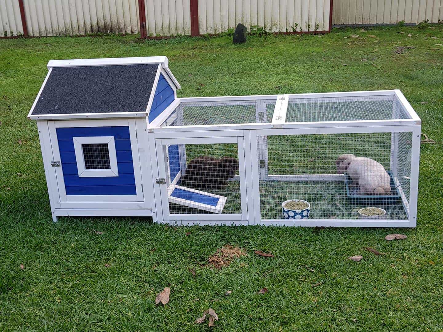 Two rabbits inside a Blue Cottage rabbit hutch on grass in a backyard/